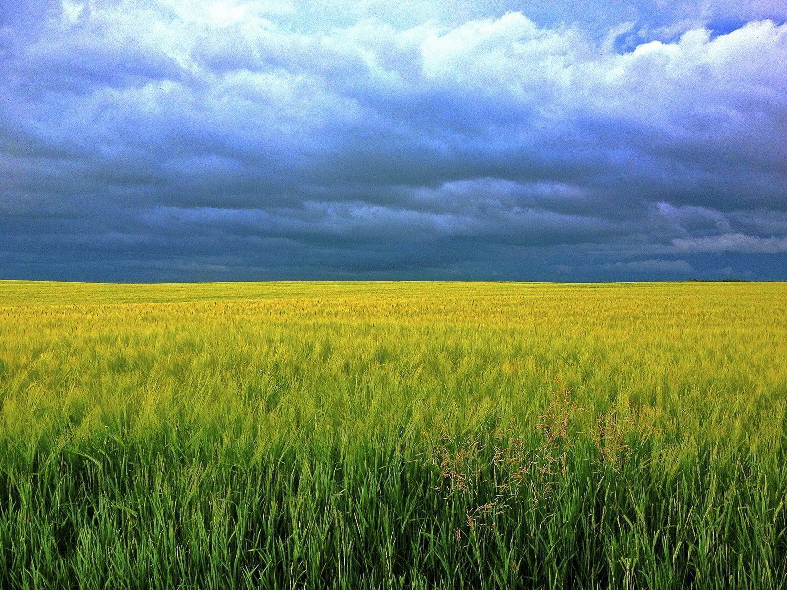 Hình ảnh đẹp về cánh đồng lúa chín ở làng quê Việt Nam - TRƯỜNG THPT TRẦN  HƯNG ĐẠO