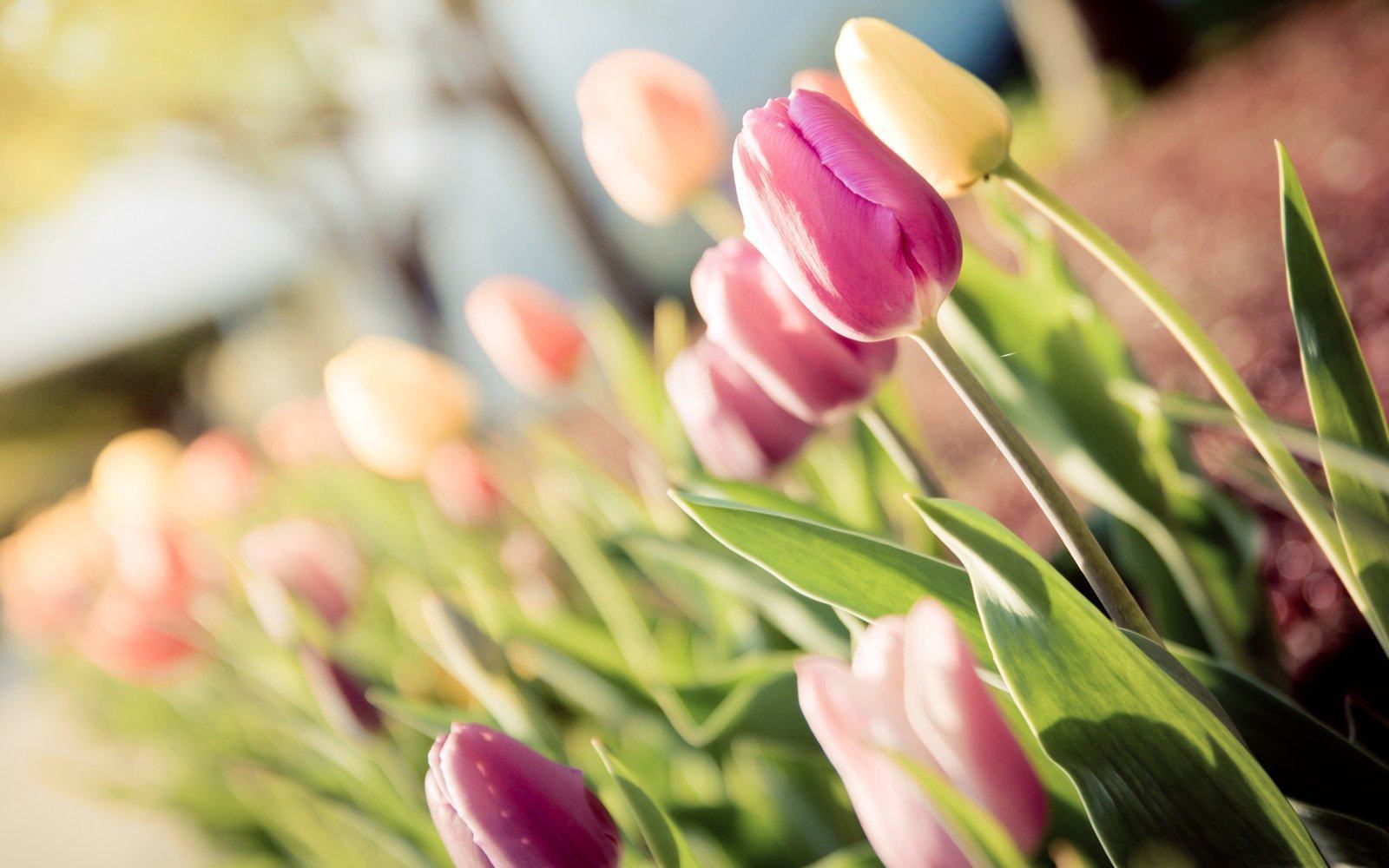 Hình nền hoa Tulip Hà Lan đẹp HD Hình hoa quả đẹp