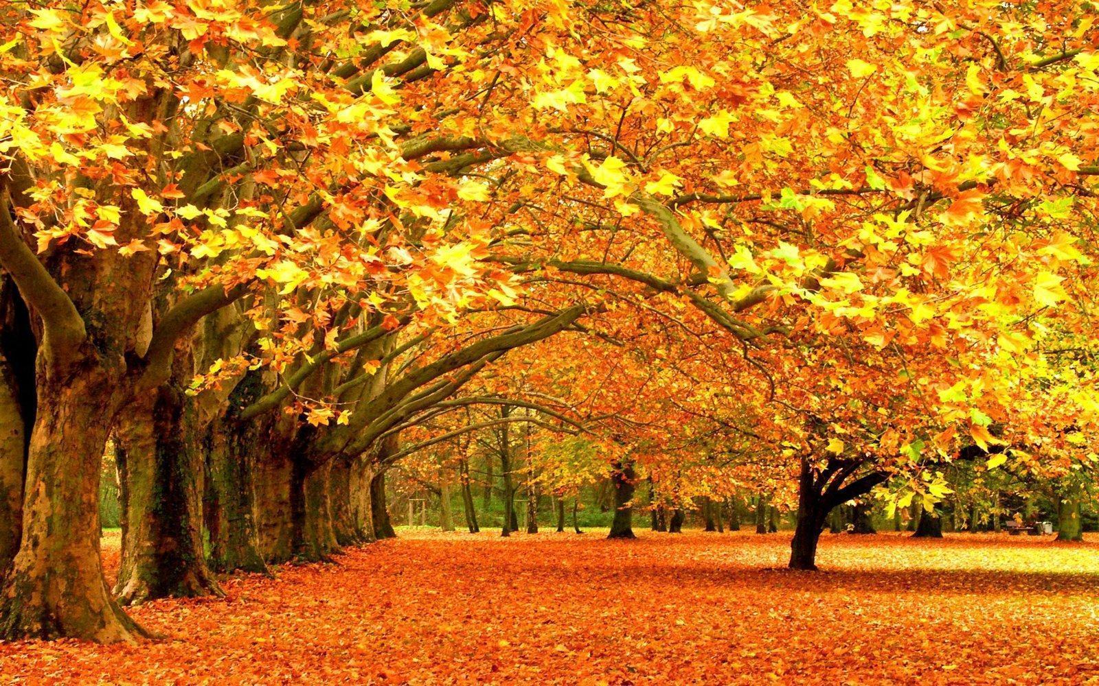 Bộ sưu tập 100 hình nền mùa thu đẹp nhất dành cho điện thoại  Hình Ảnh Đẹp