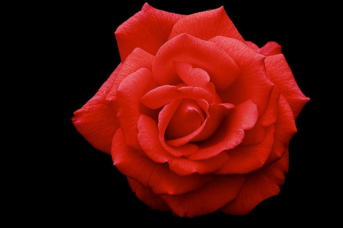 Chia sẻ hơn 59 về hình nền hoa hồng nhung mới nhất - cdgdbentre.edu.vn