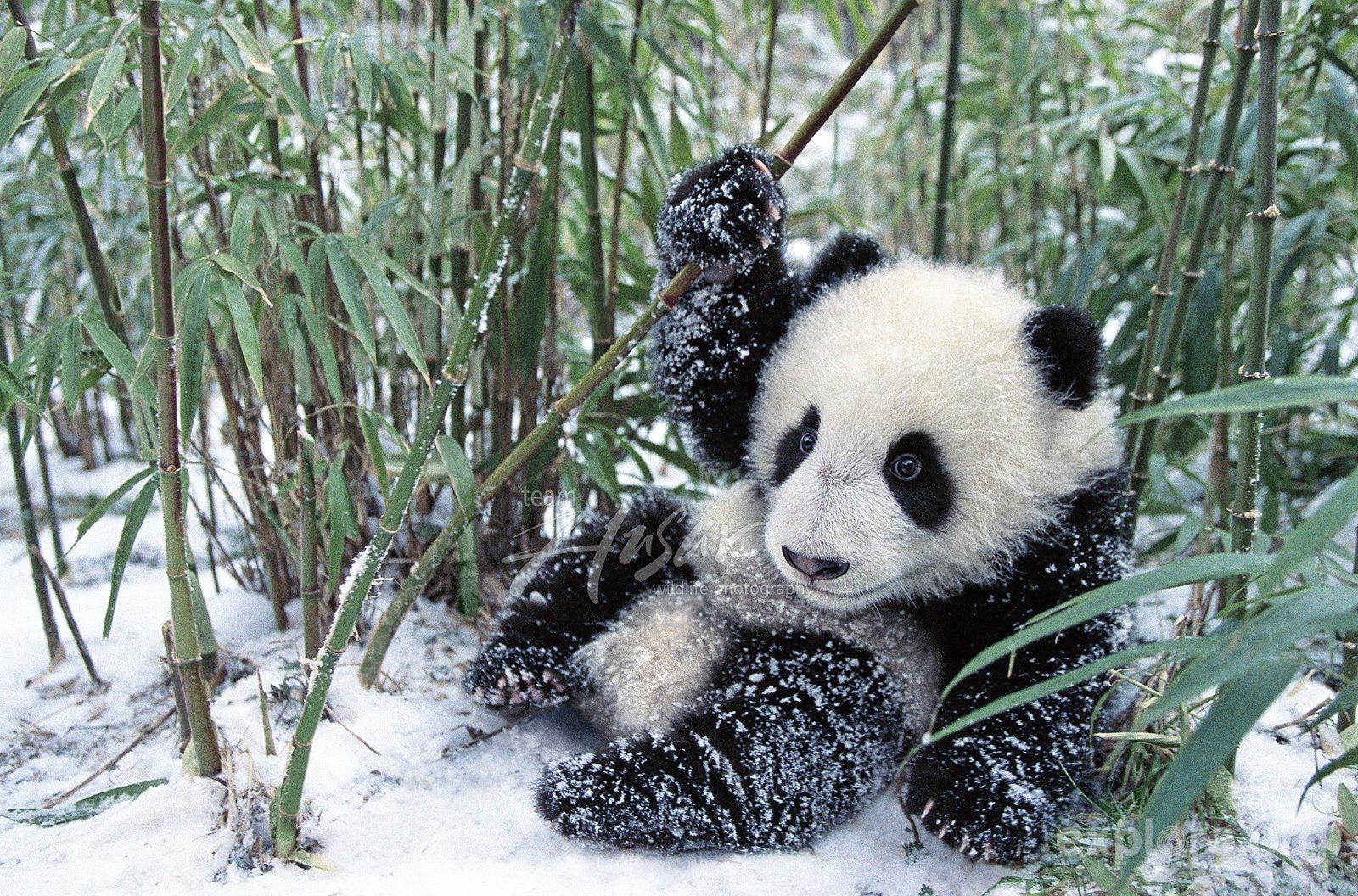 Top 50 hình ảnh gấu trúc Panda dễ thương đáng yêu nhất - Trường ...