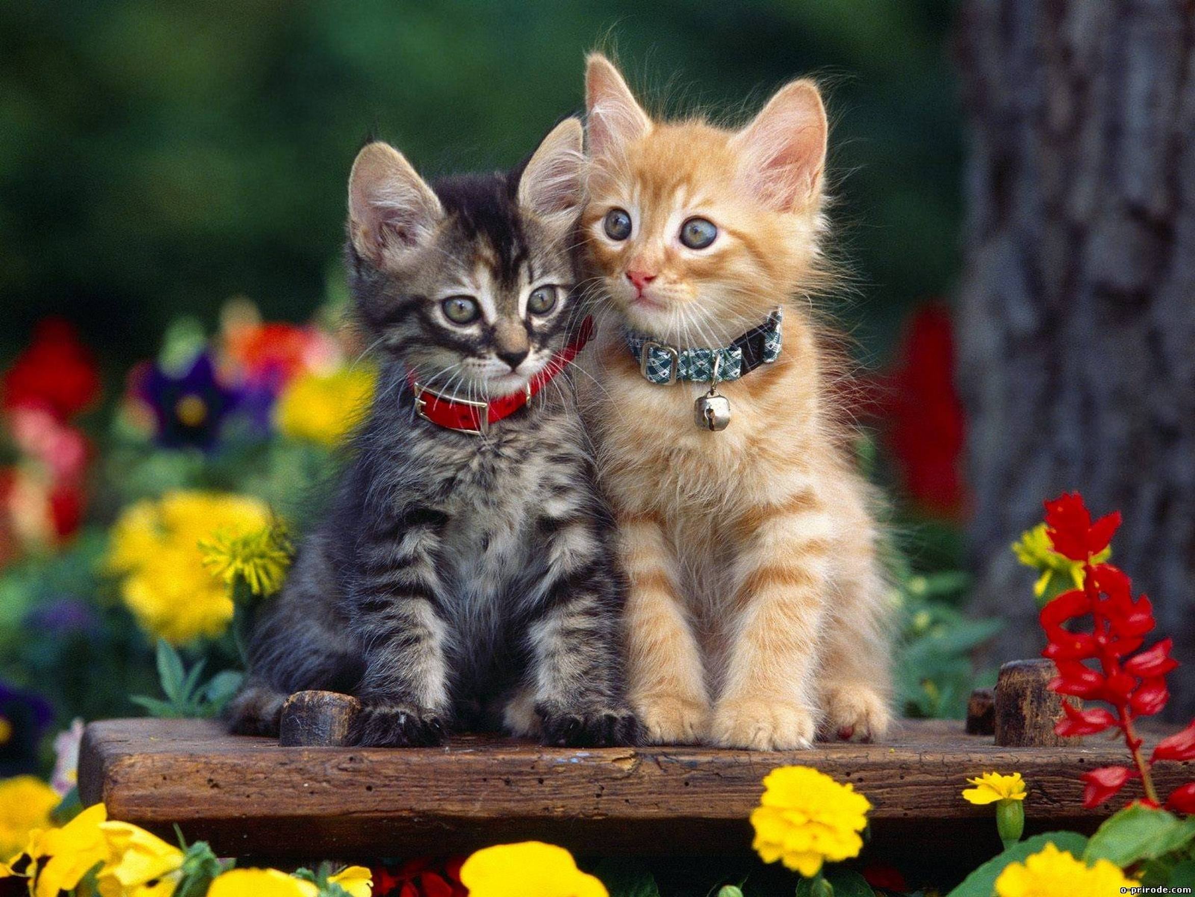 Hình nền Mèo Con Dễ Thương đẹp nhất cho điện thoại  Cute cartoon animals  Cute animals Cute drawings
