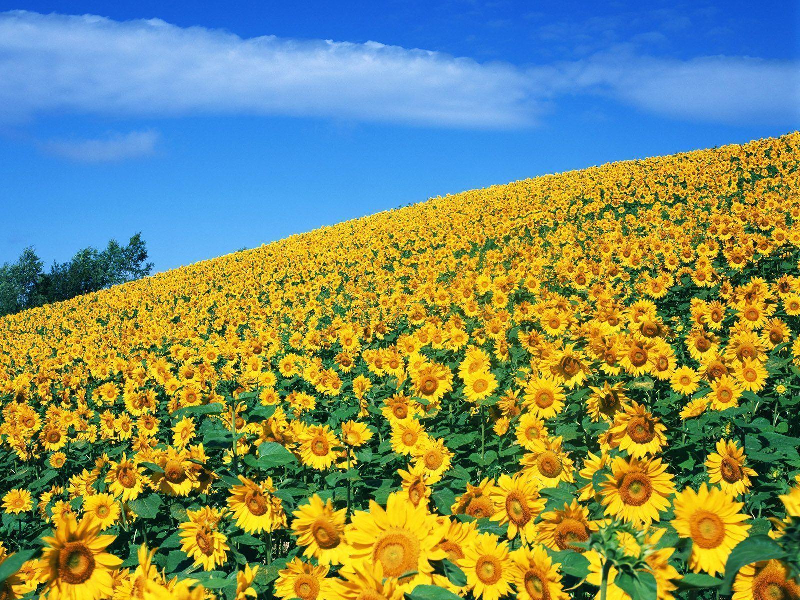 Top hình nền hoa hướng dương đẹp nhất thế giới - TRƯỜNG THPT TRẦN ...
