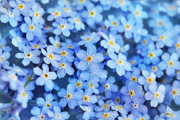 Nếu bạn đang muốn cải thiện khả năng tiếng Anh và muốn tìm hiểu thêm từ vựng liên quan đến hoa, hãy xem hình ảnh liên quan đến từ vựng tiếng Anh về hoa. Những hình ảnh tuyệt đẹp sẽ giúp bạn dễ dàng học và nhớ được từ mới một cách thú vị.