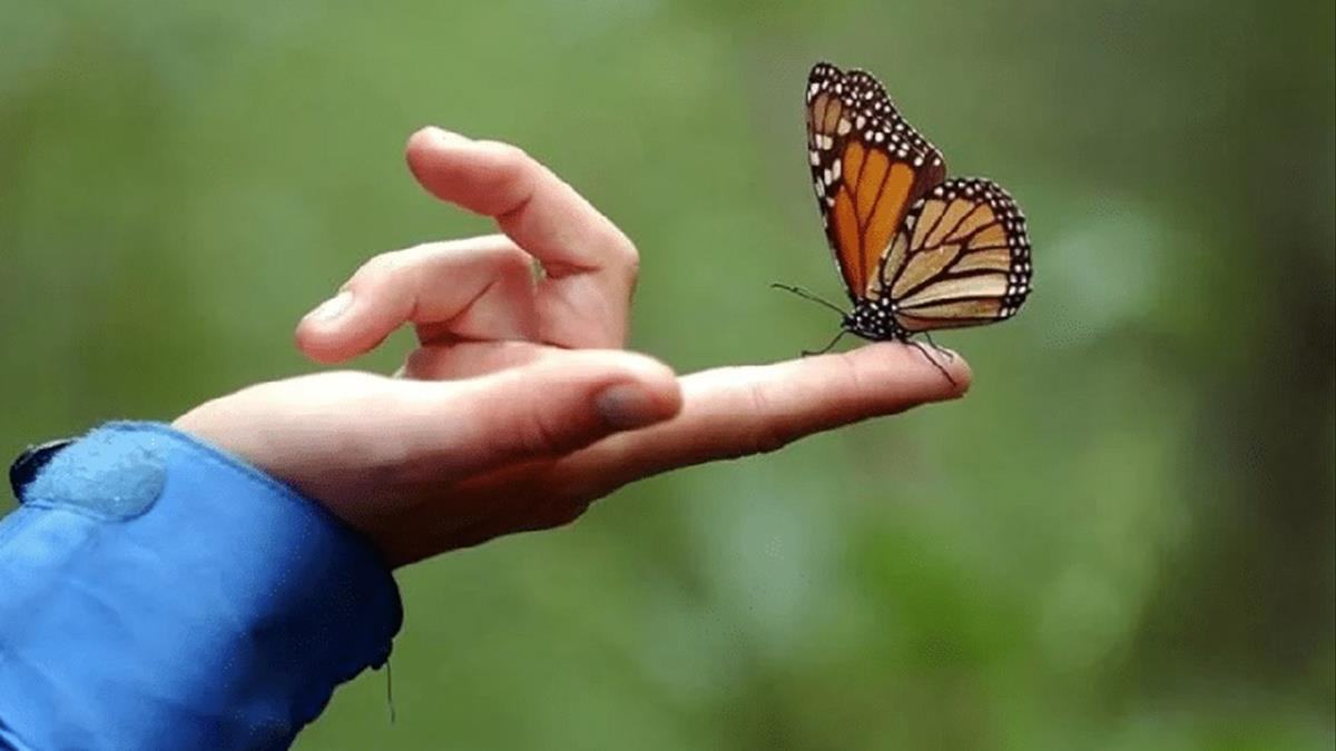 Hãy tận hưởng cảm giác nhẹ nhàng của bướm bay qua màn hình điện thoại của bạn. Chúng ta sẽ tìm hiểu về những đặc điểm và thói quen sống của chúng trong tự nhiên.
