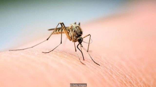 Muỗi gây nguy hiểm cho sức khỏe con người