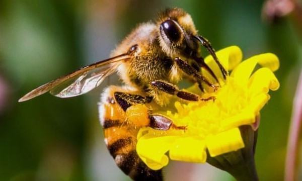 Con ong số mấy? Con ong là số mấy may mắn nhất trong phong thủy ...: phong thủy, con ong Nếu bạn quan tâm đến phong thủy và muốn biết con ong được coi là số mấy may mắn nhất, hãy xem hình liên quan để tìm hiểu thêm. Hình ảnh sẽ cho bạn thấy bức tranh tổng thể về phong thủy của con ong và giải thích tại sao nó được coi là thúc đẩy tài lộc và sự sung túc cho gia đình.