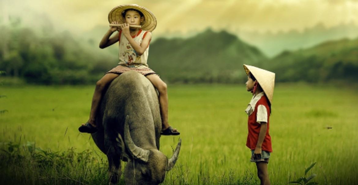 Hình ảnh con trâu trong văn hóa Việt Nam 1