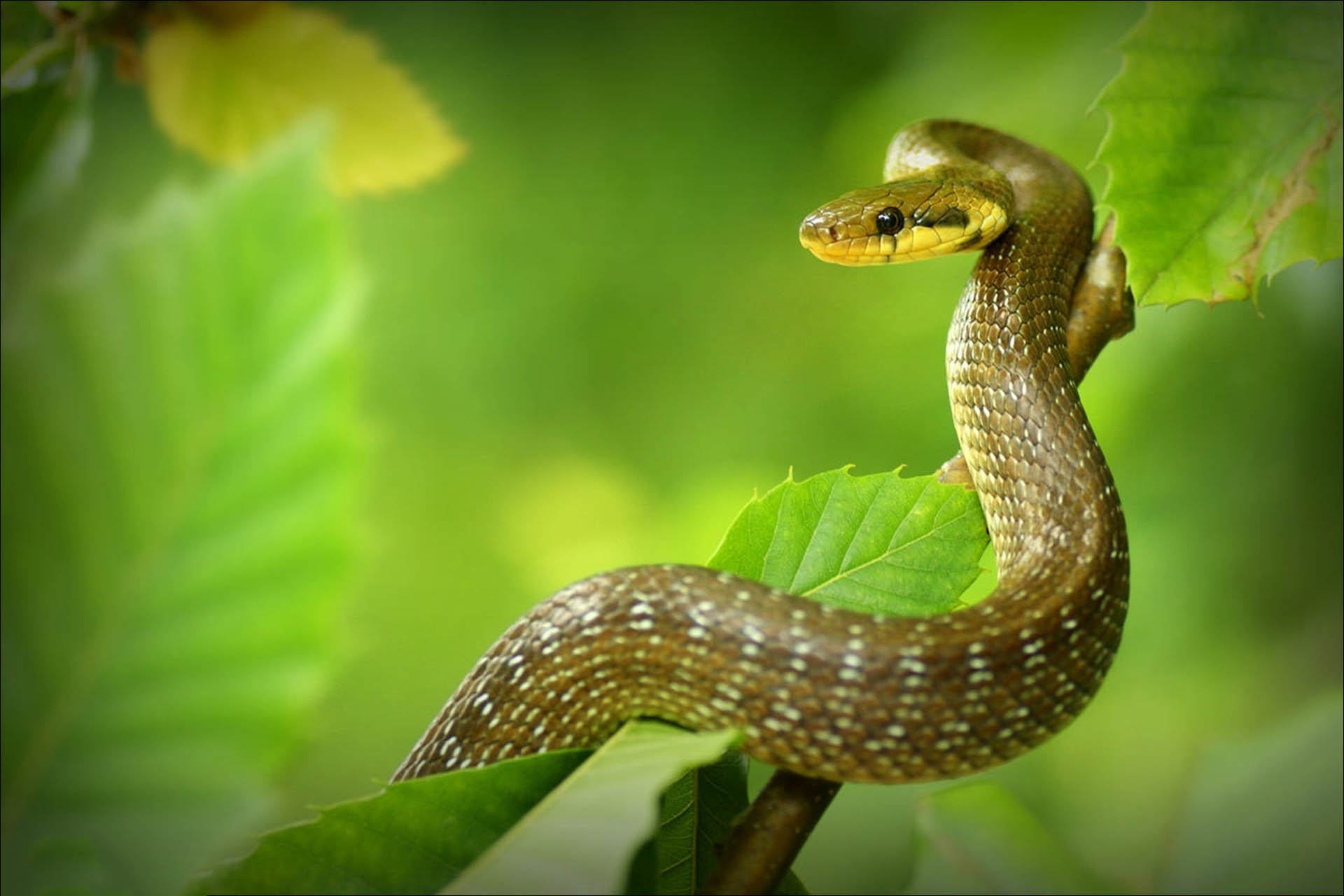 Bạn đang tìm kiếm một bước đầu tiên để học cách vẽ con rắn? Hãy xem hình ảnh liên quan để biết cách vẽ con rắn đơn giản và dễ hiểu nhất. Các nghệ sĩ tài ba đã chia sẻ những bí quyết để tạo ra một bức tranh nghệ thuật tuyệt đẹp, độc đáo và đầy tính sáng tạo.