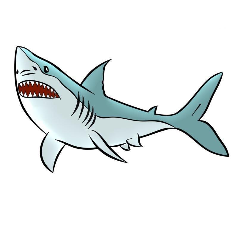 Tổng Hợp Với Hơn 51 Về Cá Mập Hình Vẽ - Du Học Akina