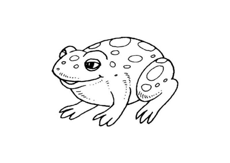 làm thế nào để vẽ 10 .  con ếch