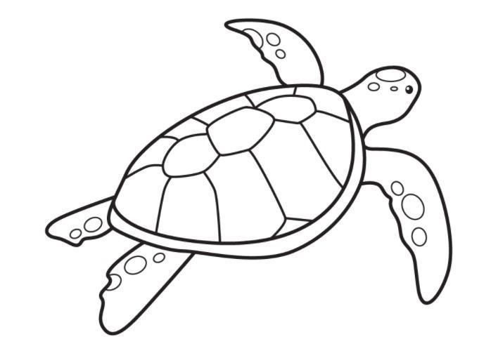 Tập vẽ con rùa đơn giản và dễ thương cho bé bạn ngay hôm nay với mẫu hình đẹp mắt này. Các bước vẽ được thực hiện đơn giản và dễ hiểu. Hãy cùng xem hình ảnh để tìm hiểu thêm và trau dồi kỹ năng vẽ cho bé yêu của bạn.