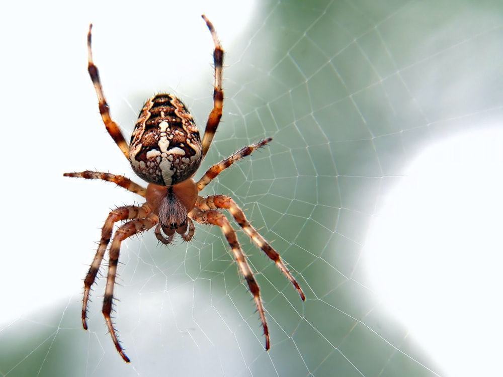 Cập nhật với hơn 56 về tô màu con nhện hay nhất  trieuson5