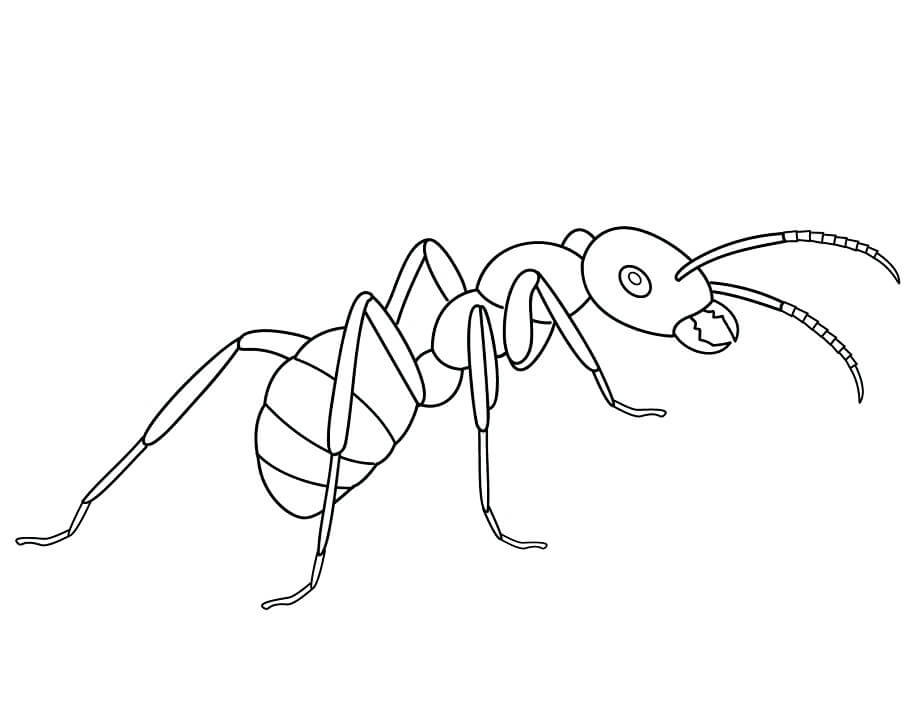 vẽ con kiến ​​10