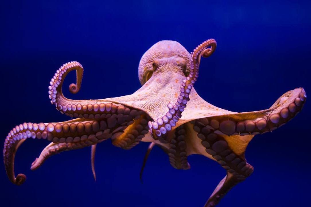 Những điều thú vị về bạch tuộc 1