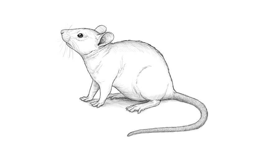 Cách vẽ hình con chuột  Mầm non Thủy Tiên