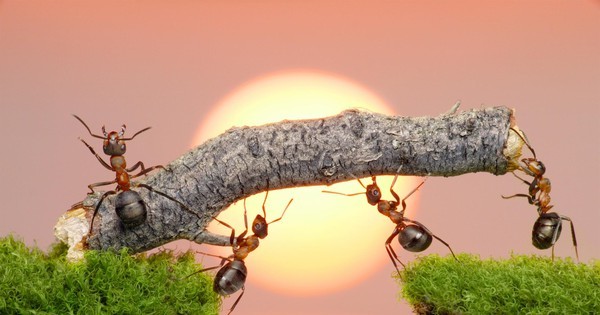 Những điều thú vị về loài kiến ​​1