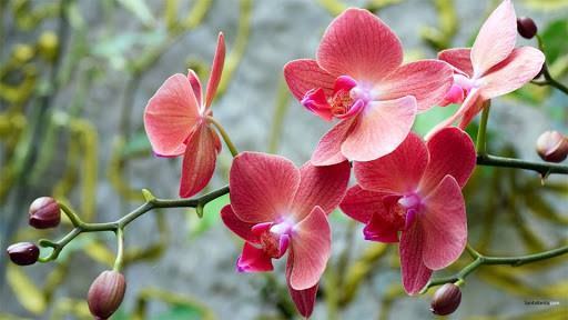 Hình Ảnh Hoa Phong Lan là một nguồn cảm hứng lớn cho các nhiếp ảnh gia và những người yêu thích nghệ thuật đặc biệt là với chủ đề hoa. Các bức ảnh này thể hiện được vẻ đẹp tinh tế và thanh lịch của hoa phong lan.