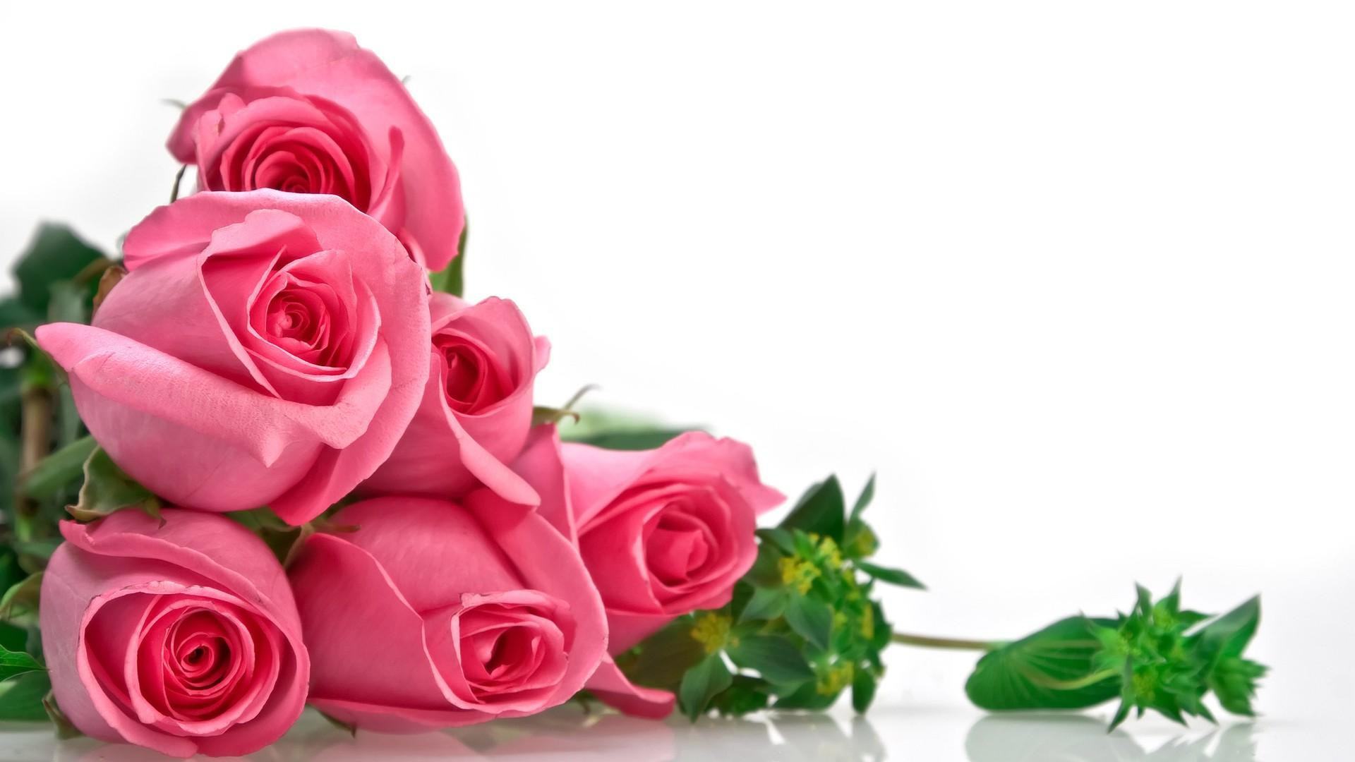 Bạn có biết rằng mỗi loại hoa hồng mang ý nghĩa riêng? Từ hoa hồng đỏ nổi tiếng với tình yêu đến hoa hồng vàng tượng trưng cho thành công và sự phát triển. Chúng tôi đã tạo ra một bộ sưu tập các loài hoa hồng và giải thích ý nghĩa của chúng cho bạn. Hãy xem và tìm hiểu thêm về thế giới của hoa hồng!