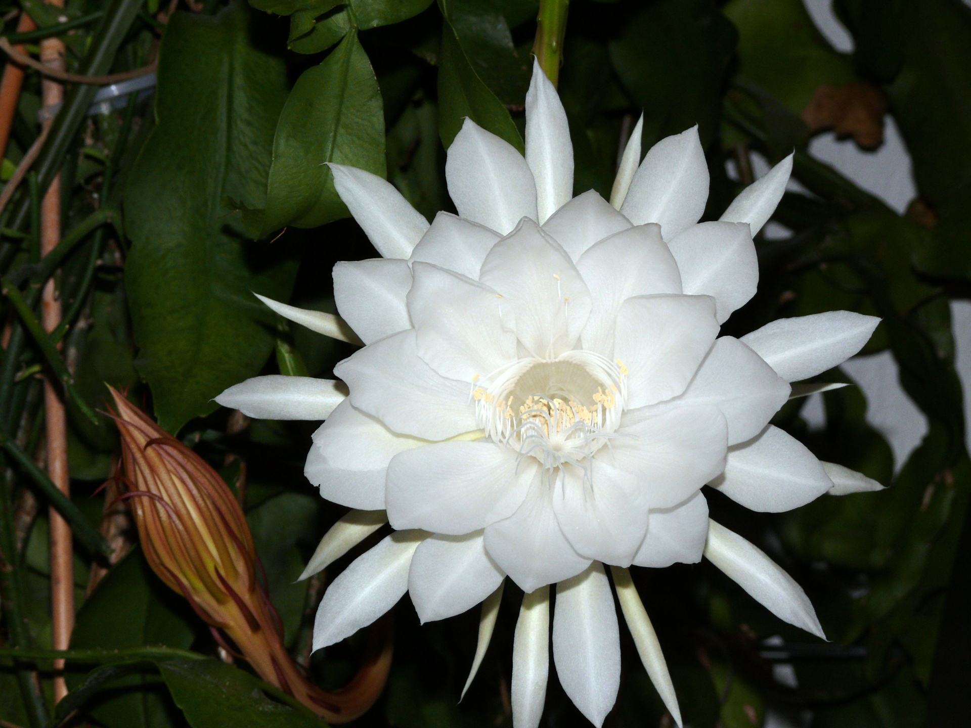 Loài hoa độc đáo quỳnh: Hoa quỳnh là một loài hoa độc đáo và rất đẹp. Nếu bạn là một người yêu hoa, hãy chiêm ngưỡng những bức ảnh về hoa quỳnh để hiểu rõ hơn về loài hoa này. Bạn sẽ bị thu hút bởi vẻ đẹp độc đáo và thanh tịnh của nó.