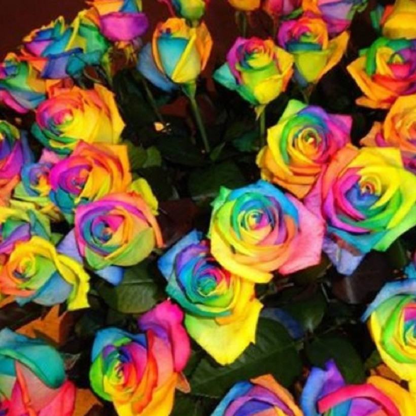 Hình ảnh hoa hồng đa sắc màu sẽ đưa bạn đến với thế giới của sự phong phú, đa dạng và tuyệt đẹp. Hãy thưởng thức những gam màu rực rỡ và tươi sáng trong hình ảnh này.