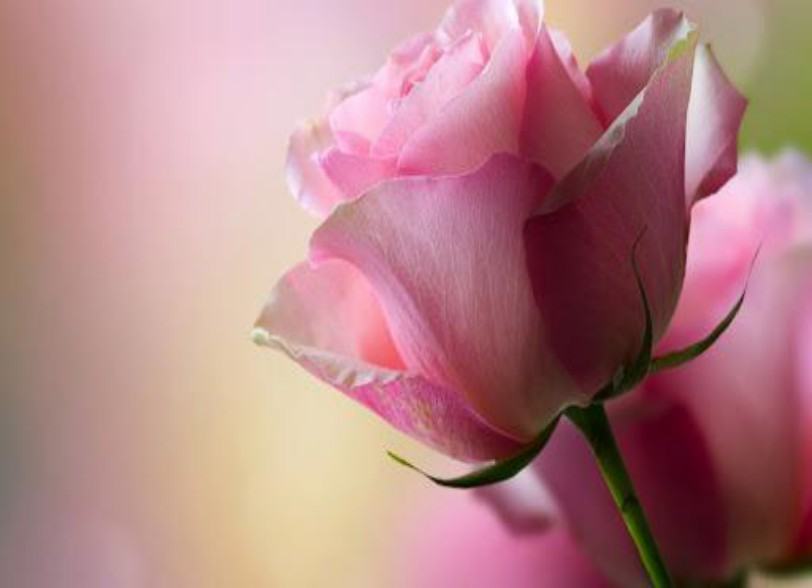 Hình ảnh đẹp về hoa hồng sẽ là điểm nhấn hoàn hảo cho bức tranh thiên nhiên. Cùng thưởng thức và tận hưởng những bông hoa hồng tuyệt đẹp này.