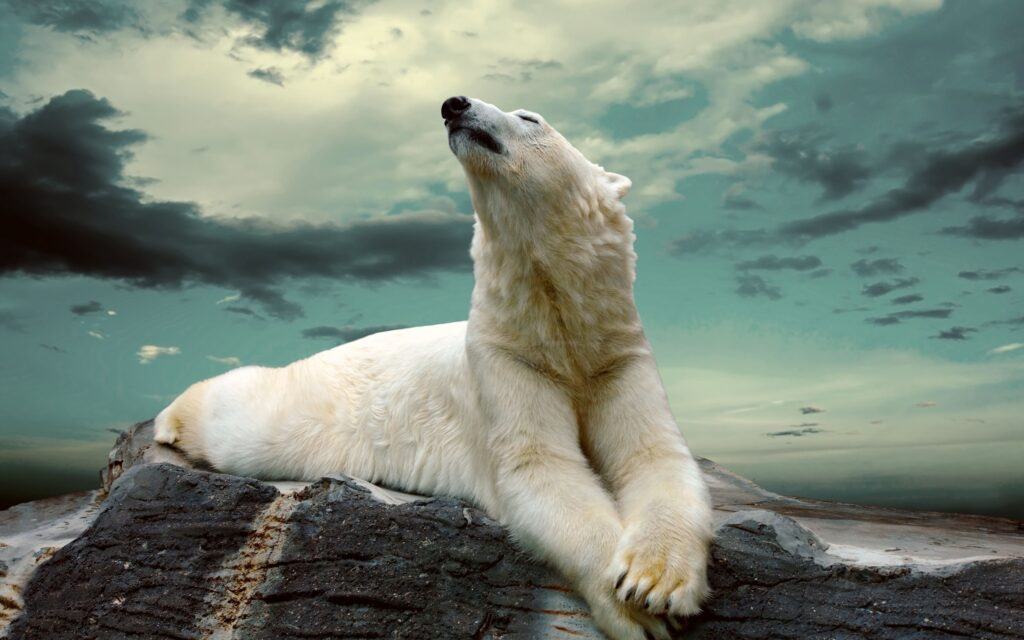 Tuyển chọn những tấm hình gấu bắc cực dễ thương hình ảnh gấu bắc cực dễ thương 