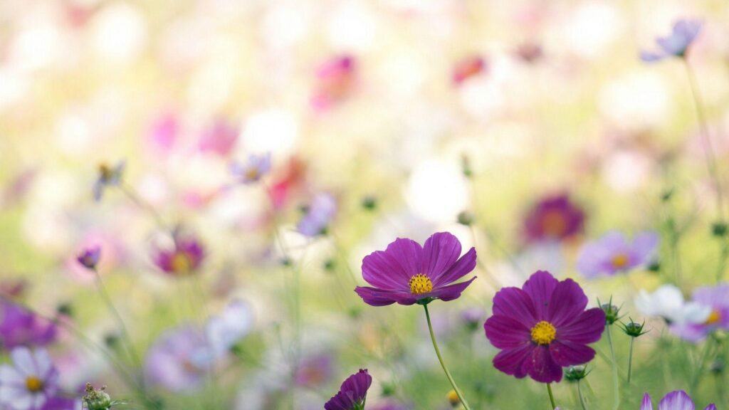 Thế giới hoa cỏ dại đẹp là một điều kỳ diệu, nơi mà tình yêu và sự sống chúng ta được giữ gìn và bảo vệ. Hãy cùng khám phá và tận hưởng những khoảnh khắc đáng nhớ trong thế giới tự nhiên này.