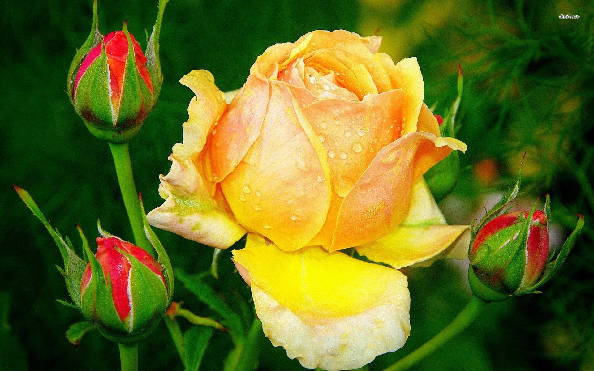 Top hình ảnh hoa hồng vàng đẹp mê ly – Yellow Rose - TRƯỜNG THPT TRẦN HƯNG  ĐẠO
