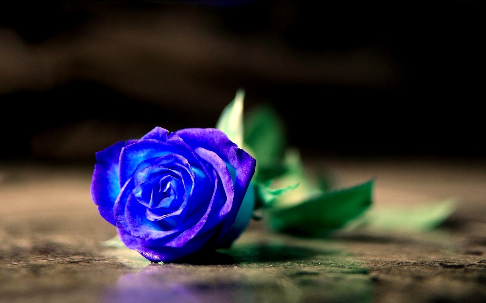 Top hình ảnh hoa hồng xanh đẹp nhất thế giới - TRƯỜNG THPT TRẦN ...
