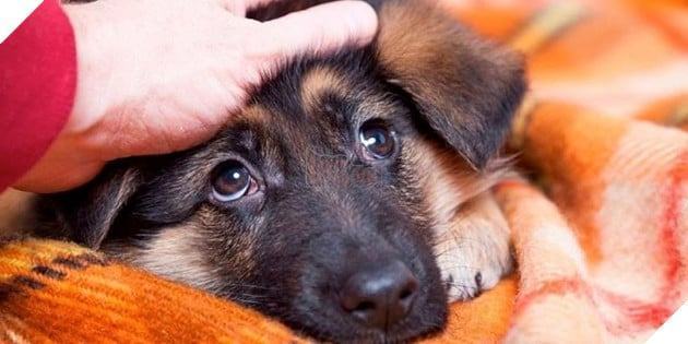 Hành động vuốt ve, ôm chó có thể giải tỏa căng thẳng, điều trị trầm cảm