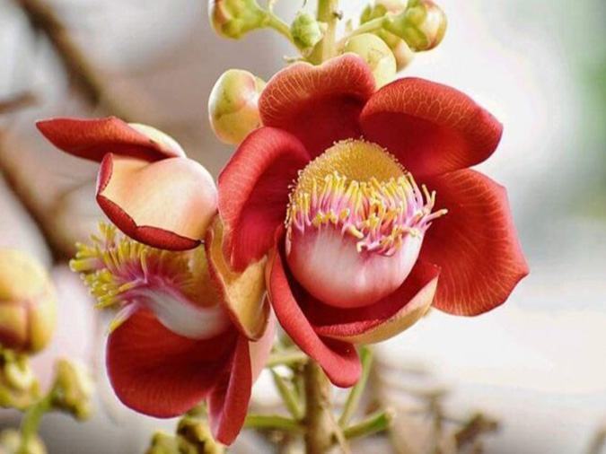Chùm thơ về hoa Sala (hoa Vô Ưu) - hoa của sự tự do mang nét đẹp ...