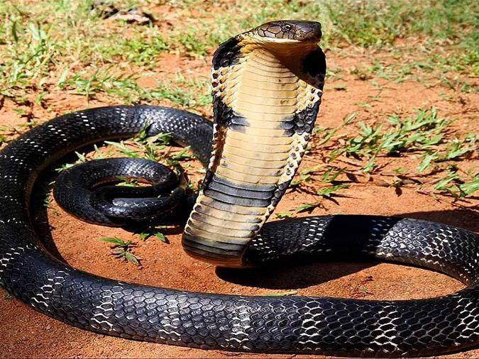 Cõng rắn là một hành động dũng cảm nhưng cũng khá nguy hiểm. Hãy xem hình ảnh liên quan để cảm nhận được sự kiên cường và kỹ năng của người cõng rắn.