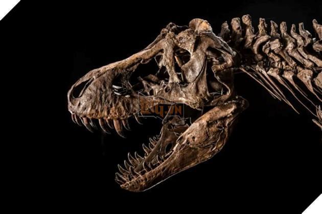 Bộ xương T-Rex hoàn chỉnh nhất được bán đấu giá với giá 25 triệu USD