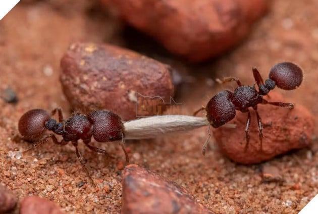 Có bao nhiêu con kiến ​​trên trái đất? đây là câu trả lời cho bạn