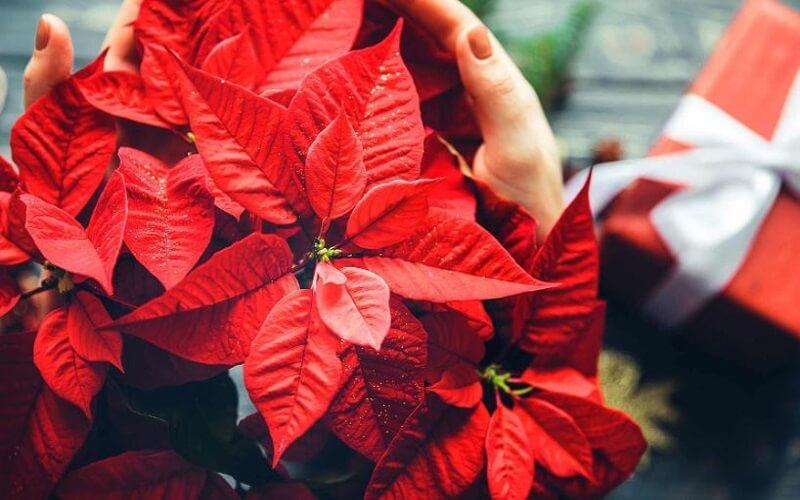 Màu đỏ tuyệt đẹp của cây Trạng Nguyên sẽ giúp bạn may mắn hơn trong năm tới