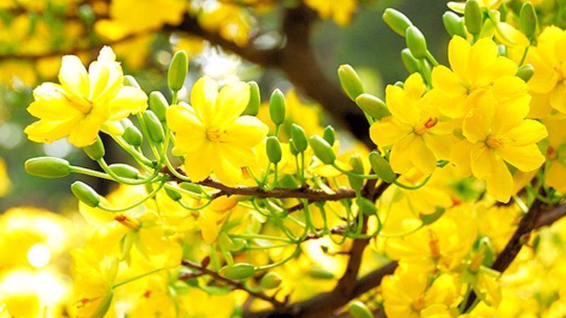 Hoa mai mỏng, màu vàng nhạt, thường có 5 cánh.