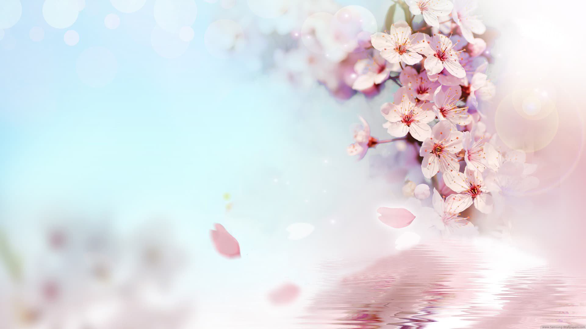 hình ảnh  Hồng thiên nhiên Hoa anh đào Mùa xuân chi nhánh Cánh hoa  Bầu trời Cây gậy Hình nền máy tính thực vật 4500x4500  Dorothe   1453983  hình ảnh đẹp  PxHere