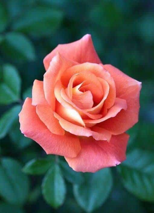 Khám phá 106+ hình nền hoa hồng màu hồng hay nhất - thdonghoadian