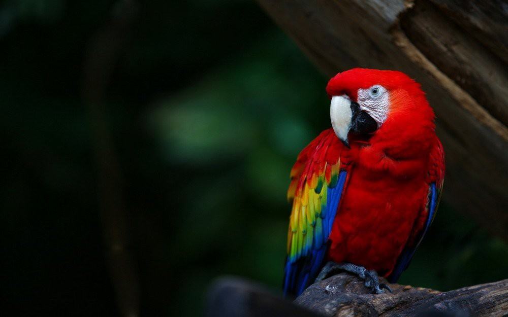 35 hình ảnh con vẹt đẹp nhất  Tổng hợp những hình ảnh chim vẹt đẹp