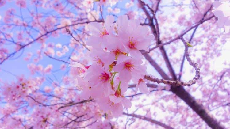 Những hình ảnh mùa xuân thiên nhiên đẹp lộng lẫy nhất hiện nay   Giadinh360vn