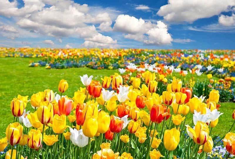 Top nhiều hơn 102 hình nền đẹp bong hoa tuyệt vời nhất  thdonghoadian