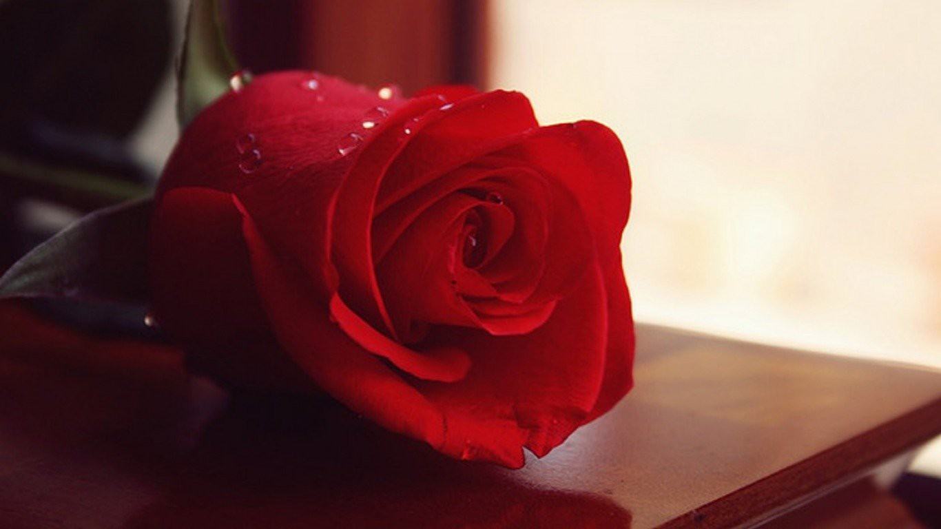 Tổng hợp hình ảnh hoa Hồng đỏ đẹp nhất  Ảnh đẹp hoa hồng  Hoa hồng đỏ Hoa  hồng Hoa