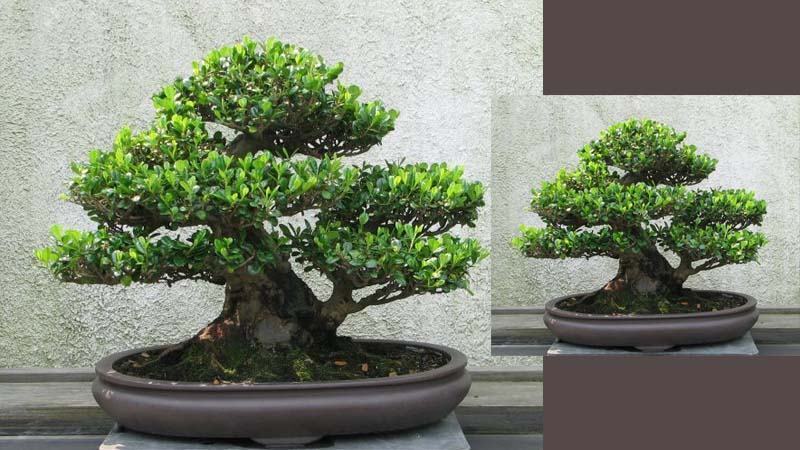 Mô hình cây bonsai