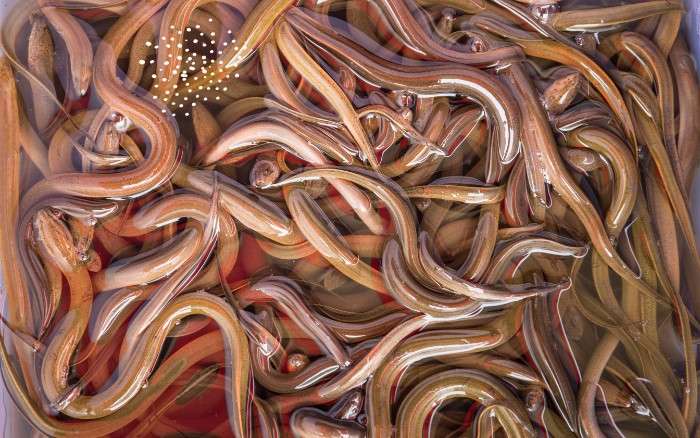 Nằm mơ thấy lươn vàng