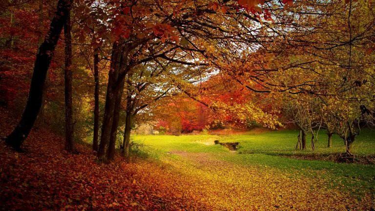 Bộ sưu tập 100 hình nền mùa thu đẹp nhất dành cho điện thoại Hình Ảnh Đẹp