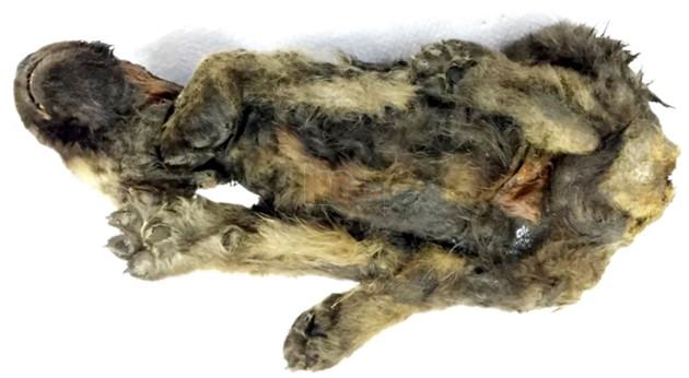 Xác ướp chó 18.000 tuổi với đầy đủ lông và râu được xác định là chó sói 2