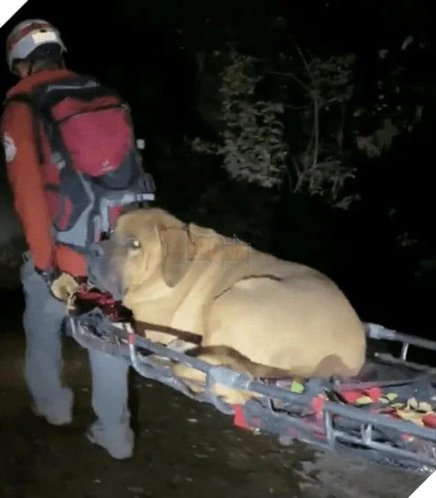 Chú chó 86kg được giải cứu khỏi núi vì quá mệt