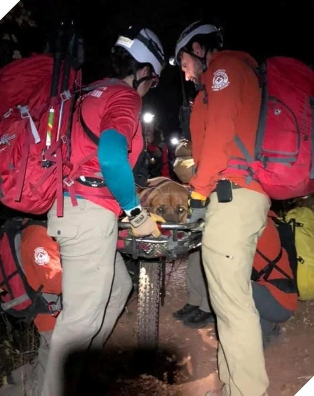 Chú chó 86kg được giải cứu khỏi núi vì quá mệt