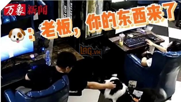 Chó phục vụ quán cà phê Internet ở Trung Quốc